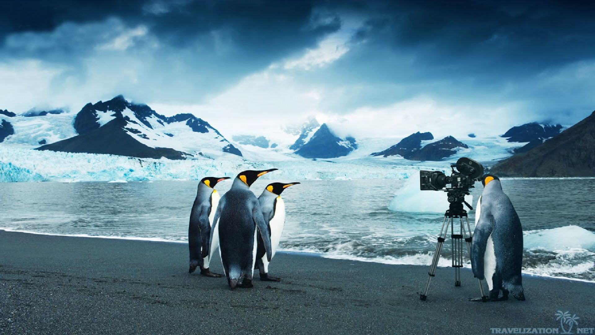 Moving Penguin Wallpaper Image