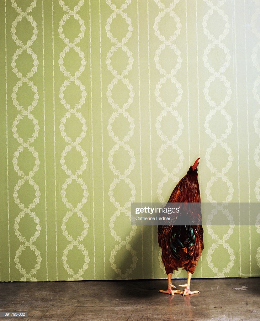 Rhode Island Red Rooster Facing Wall Rear View Stock Photo   Getty