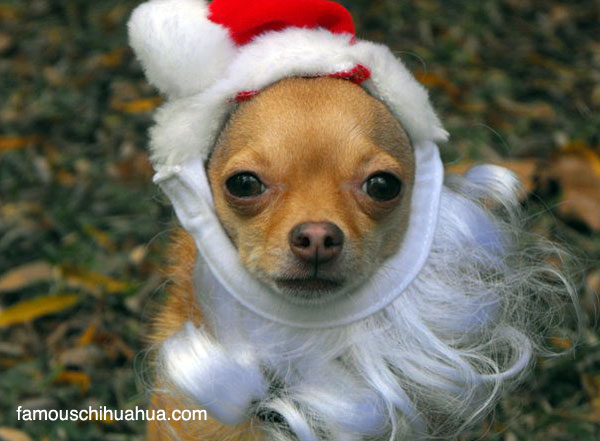 Chihuahua News Christmas Picture Winners