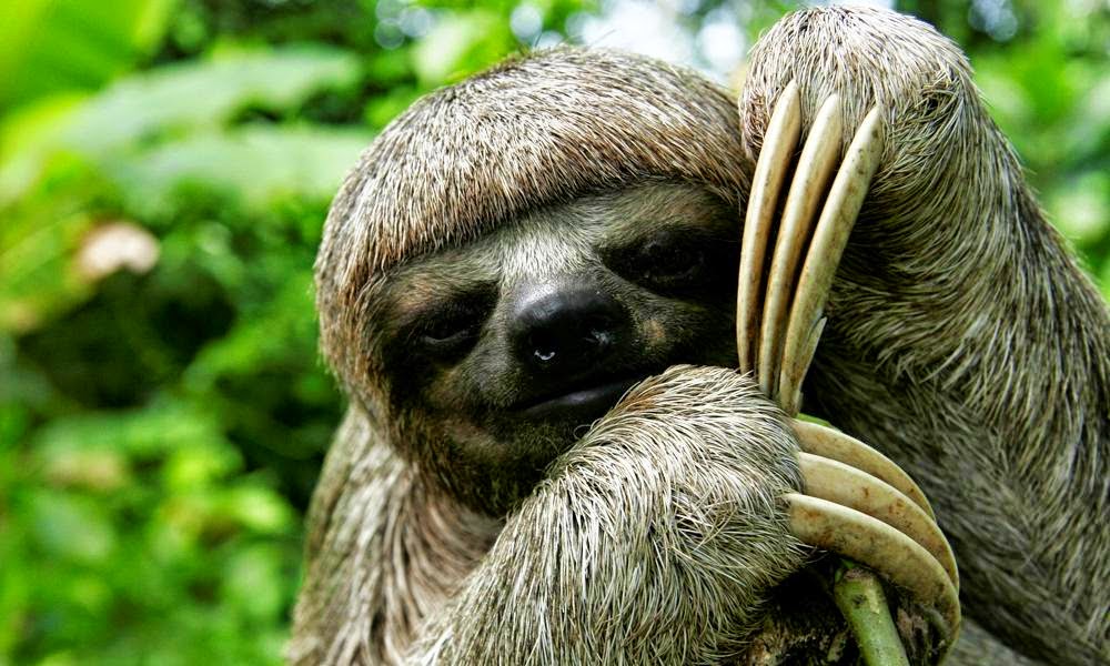 Sloths Photos Wallpaper The Fun Bank