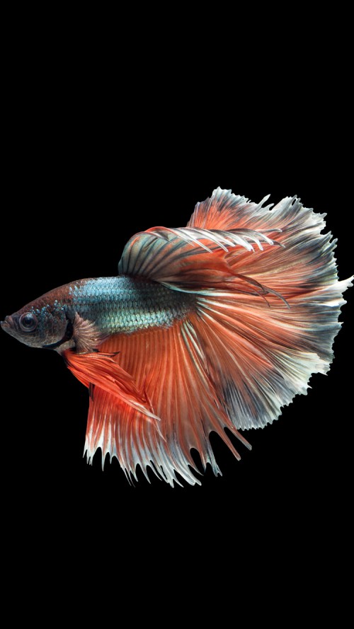 Free Download Iphone 6s Wallpaper With Multicolor Male Betta Fish In Dark Background 500x889 For Your Desktop Mobile Tablet Explore 50 Moving Wallpapers For Iphone 6s New Iphone 6s Wallpaper betta fish iphone 50