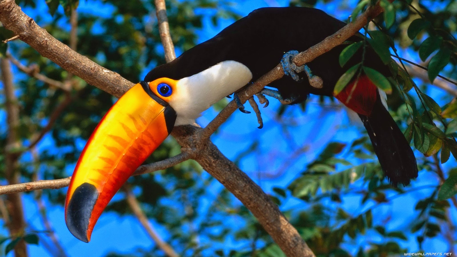 Full HD High Definition Wallpaper Pictures For Desktop Background