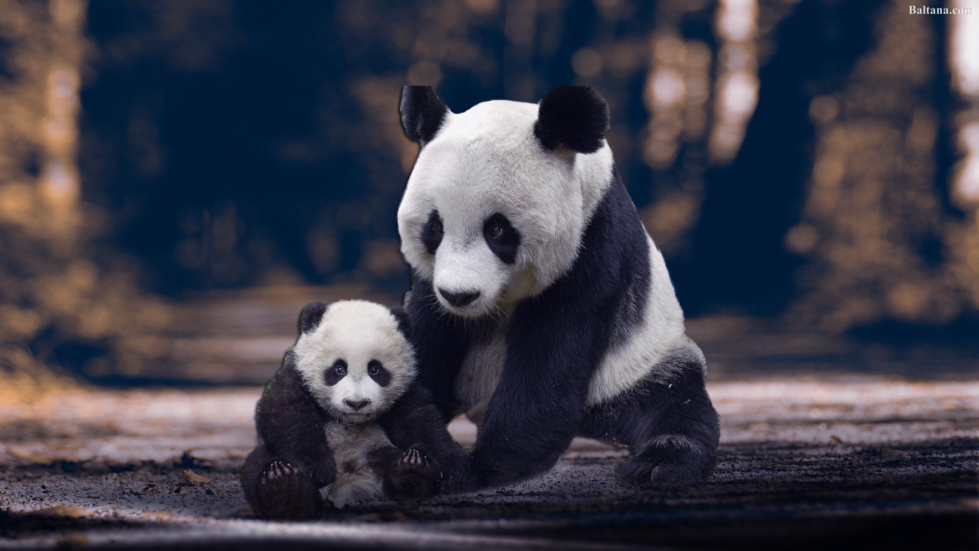 Panda Wallpaper HD Image Pics Photos