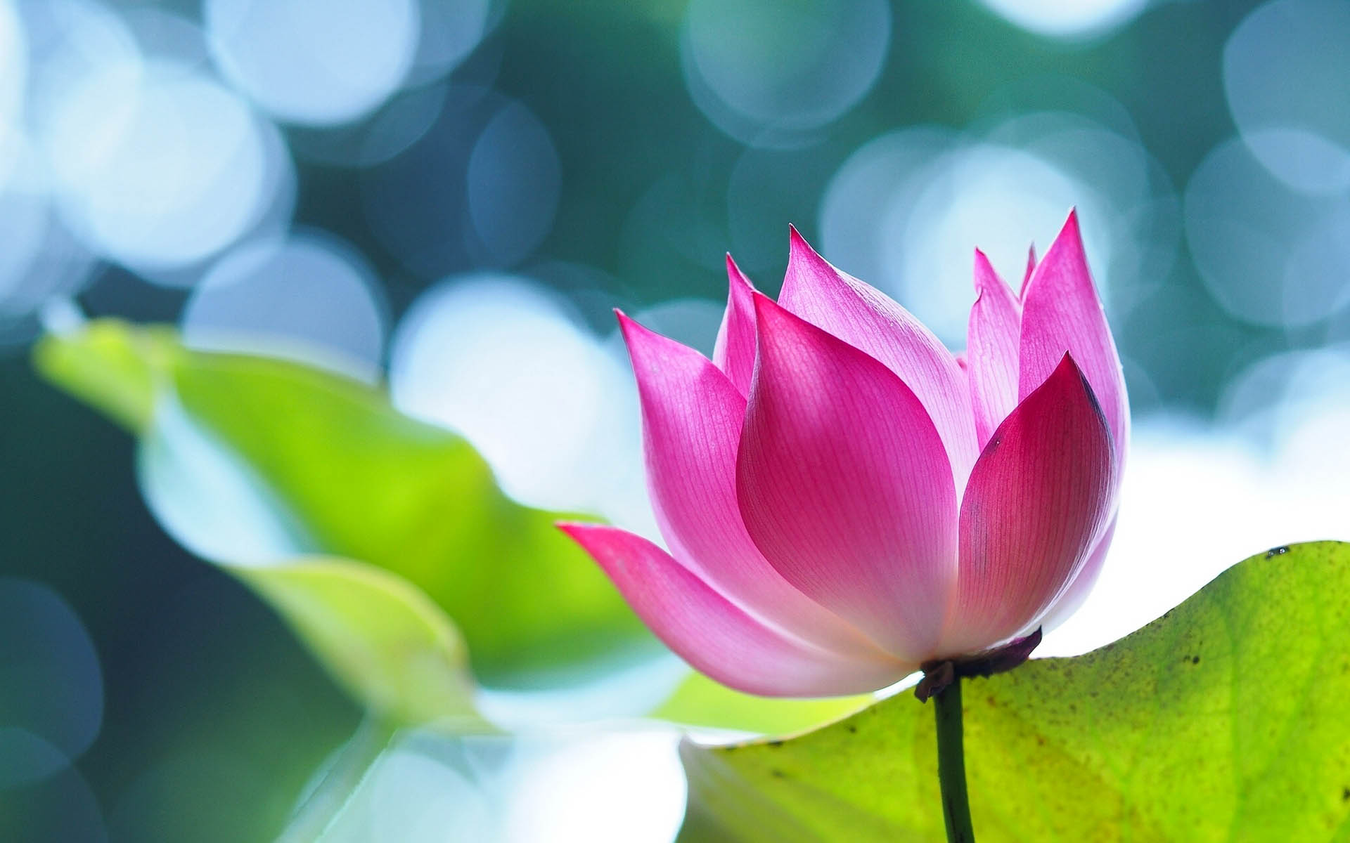 Free download Lotus Flower Beautiful High Quality HD Wallpapers All HD  Wallpapers [1920x1200] for your Desktop, Mobile & Tablet | Explore 48+ Phool  Wallpaper |