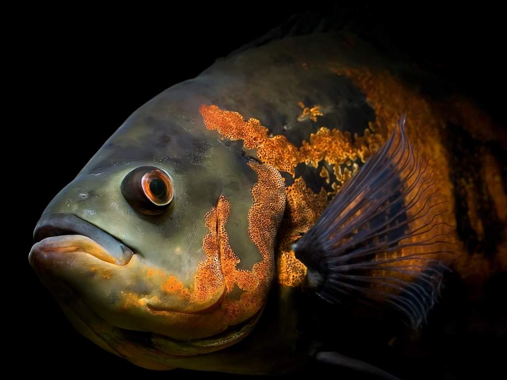Animated Fish Desktop Wallpaper New Animals