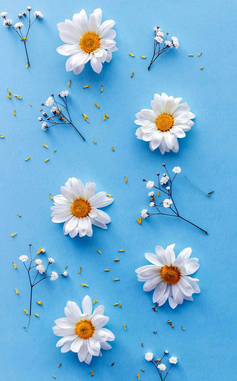 Daisy Aesthetic Wallpaper