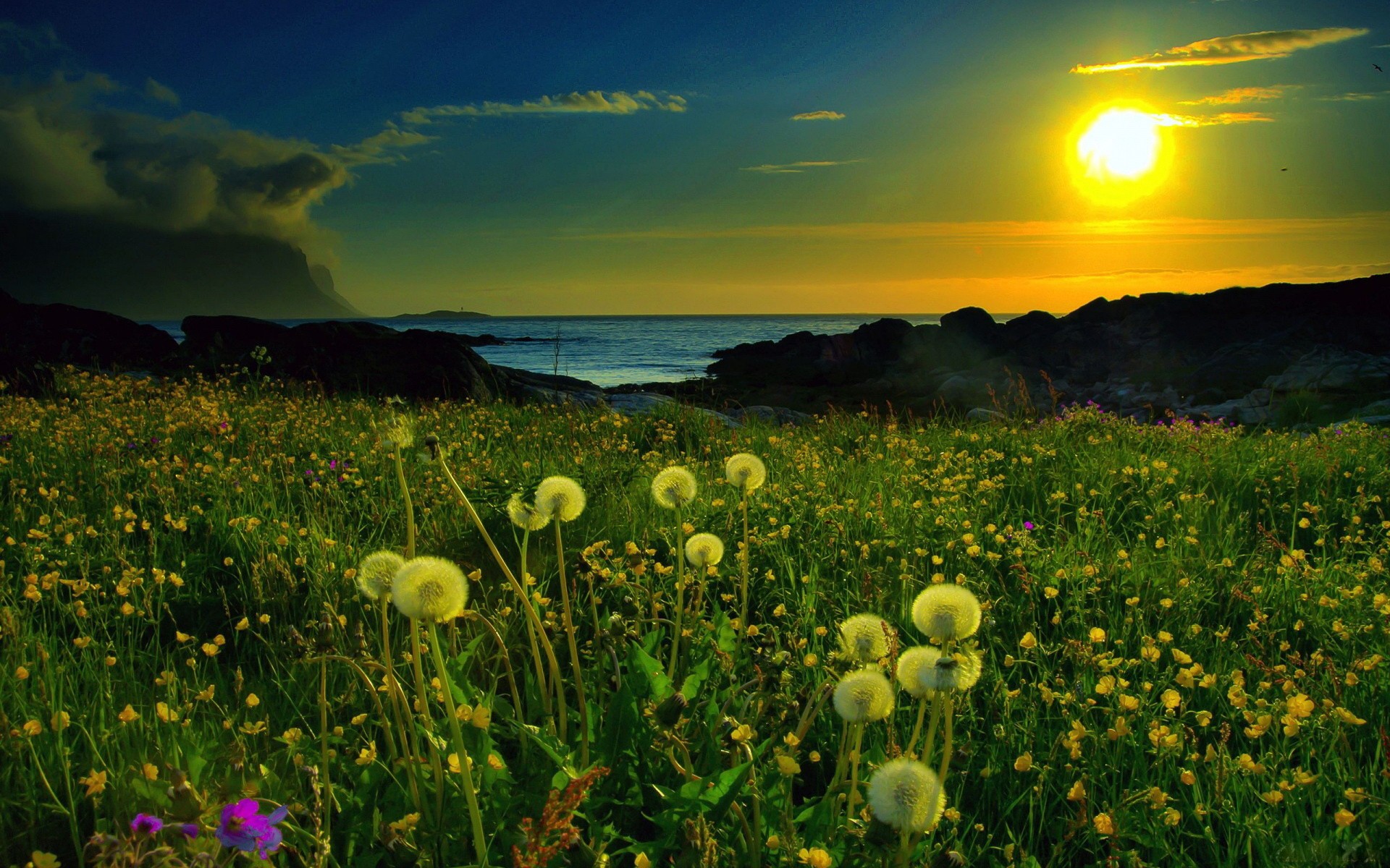 A breathtaking sunset over a field of dandelions by the sea, perfect for a computer wallpaper
