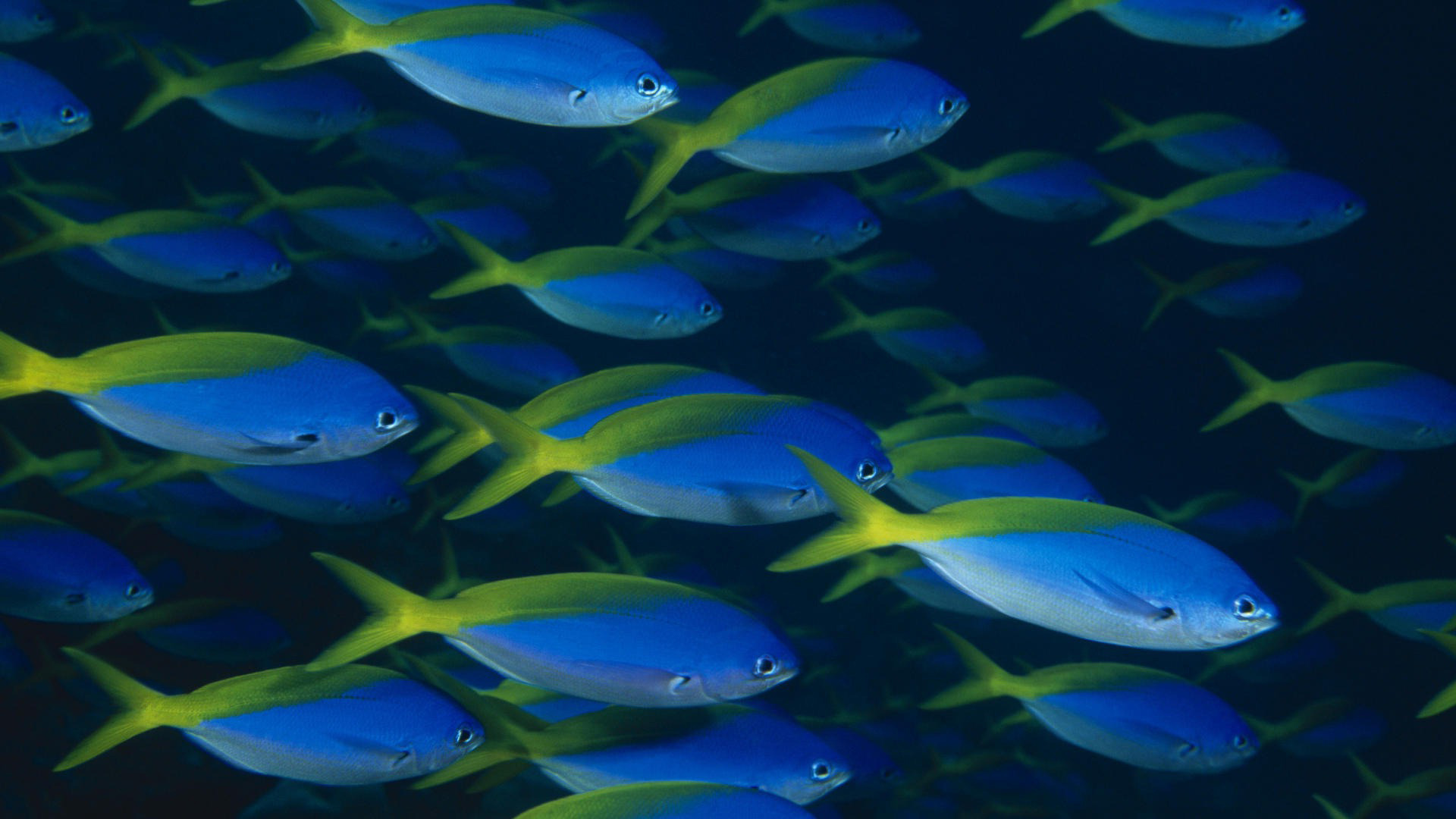 Free download Blue fish wallpaper 6723 [1920x1080] for your Desktop