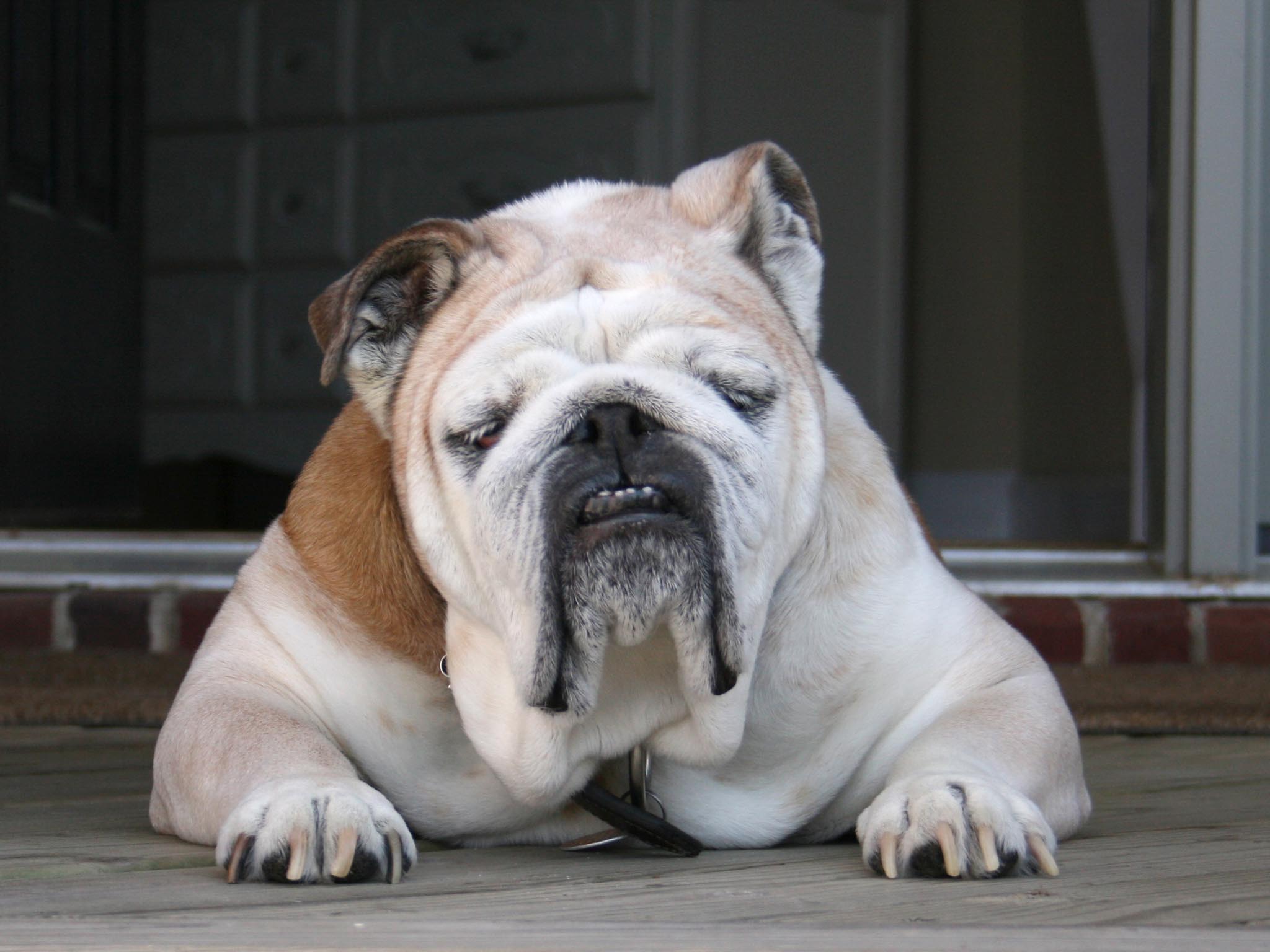 Amazing Oldest English Bulldog of all time Don t miss out 