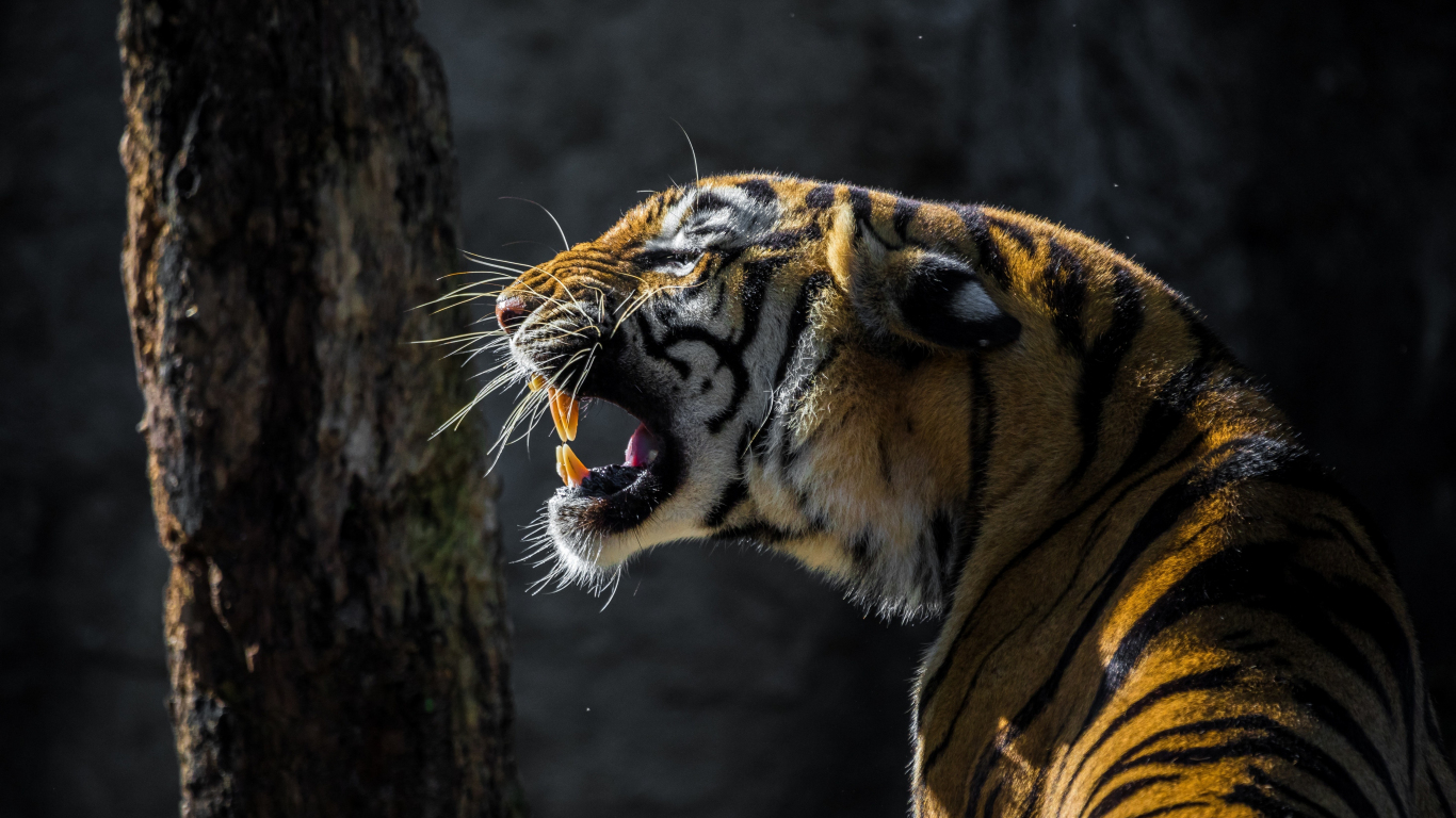 Wallpaper Tiger Roar Wild Animal Tablet