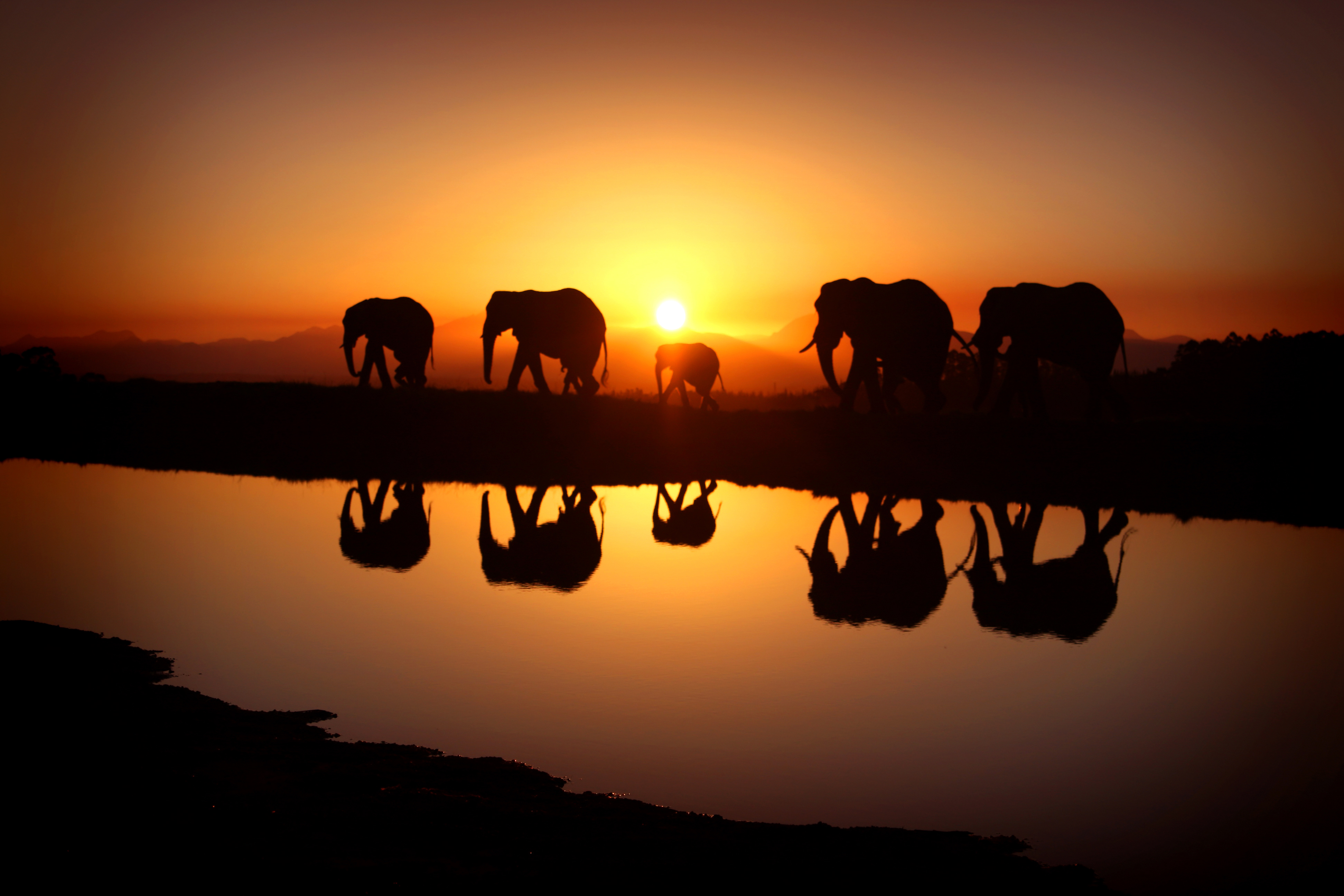 Beautiful Sunset and Elephants Background Gallery Yopriceville
