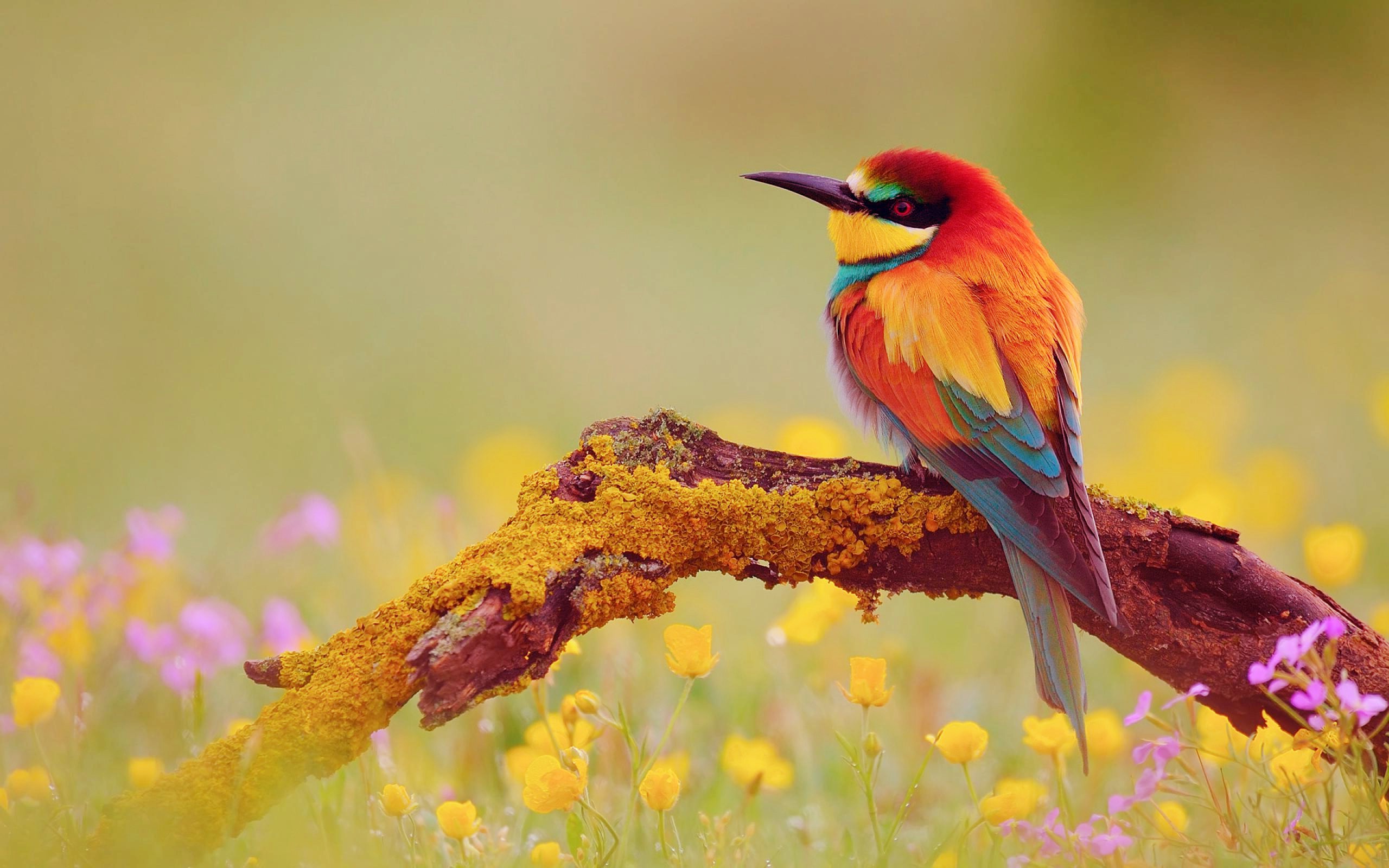 Beautiful Colorful Birds HD Wallpaper