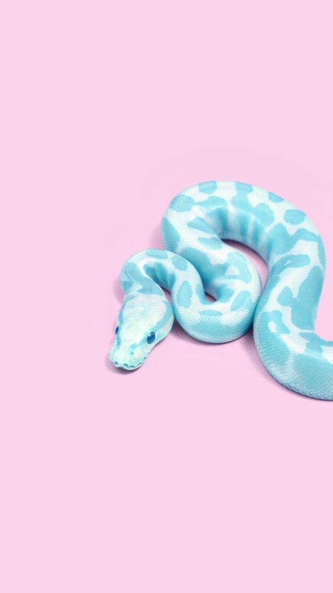 Pink And Blue On Snake Wallpaper iPhone Cute