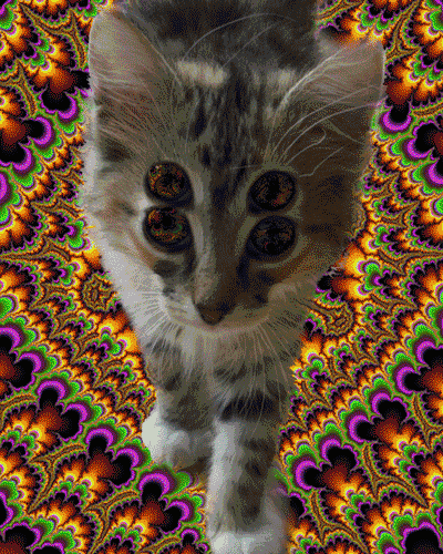 Cat Trippy Acid Psychedelic Gif Looktolaluna