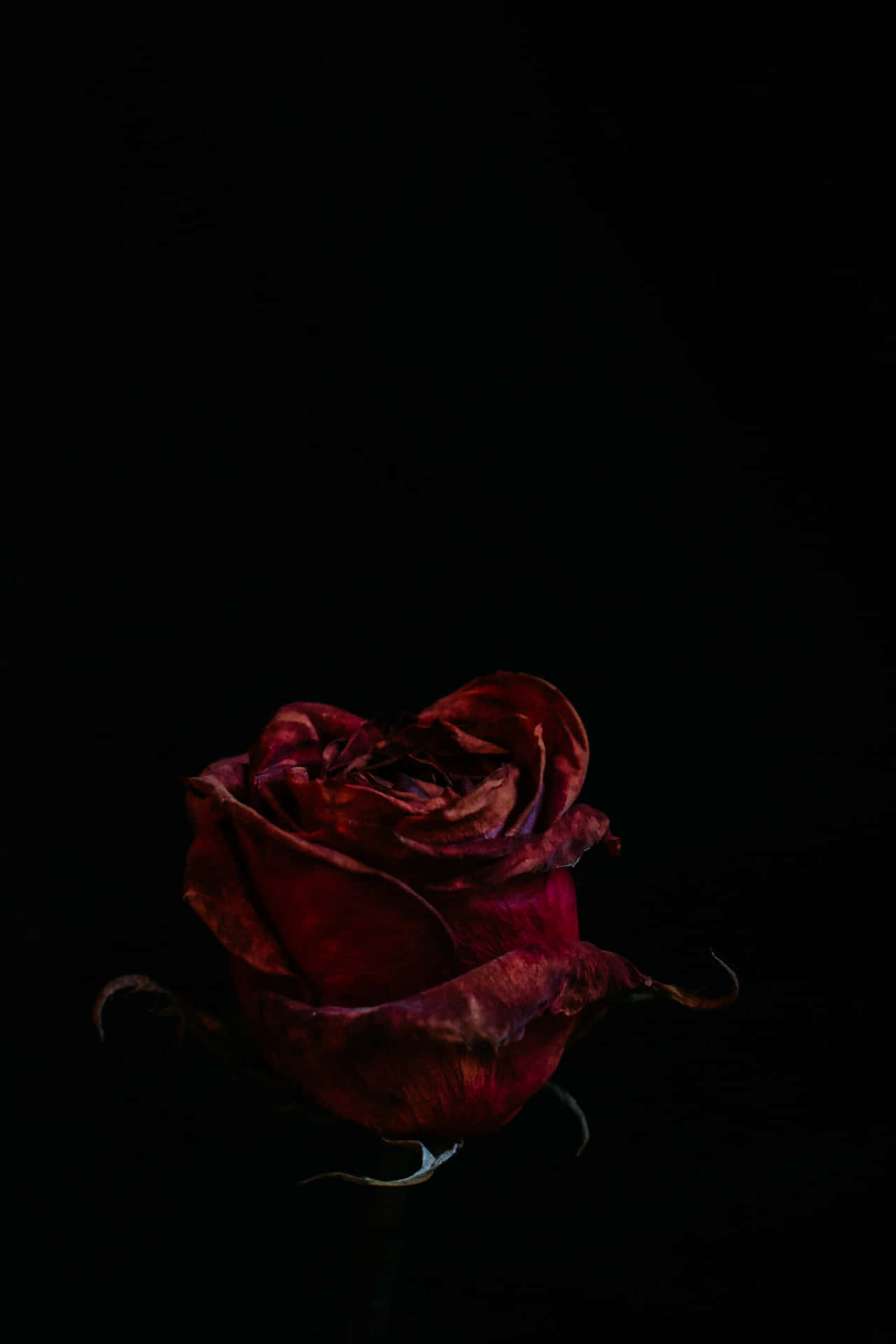 Blood Aesthetic Red Rose Black Wallpaper