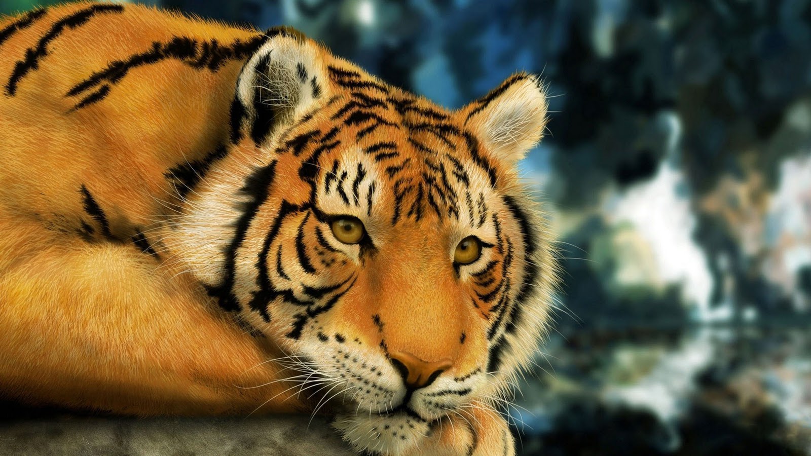 Animals Best Wallpaper Tiger Blu Ray