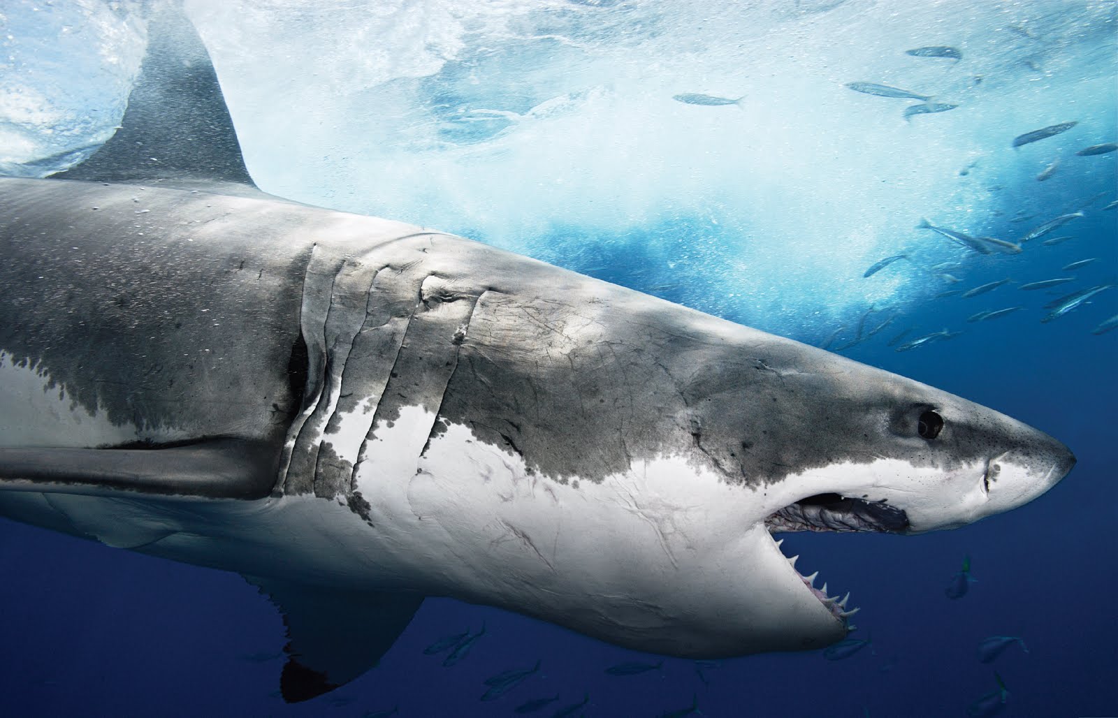 The Great White Shark Sharks High Definition Background Marine