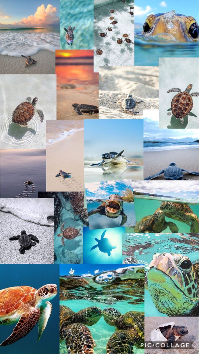 Cute Turtle Wallpaper