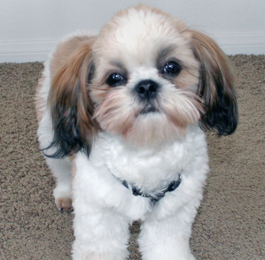 Shih Tzu Dog Breeders Profiles And Pictures