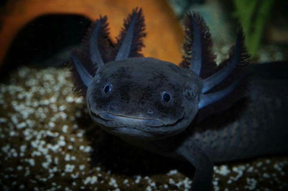 Axolotl Ideas Cute Reptiles And Amphibians