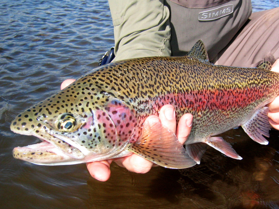 Rainbow Trout Pattern Wallpaper Alaska Fly Fishing