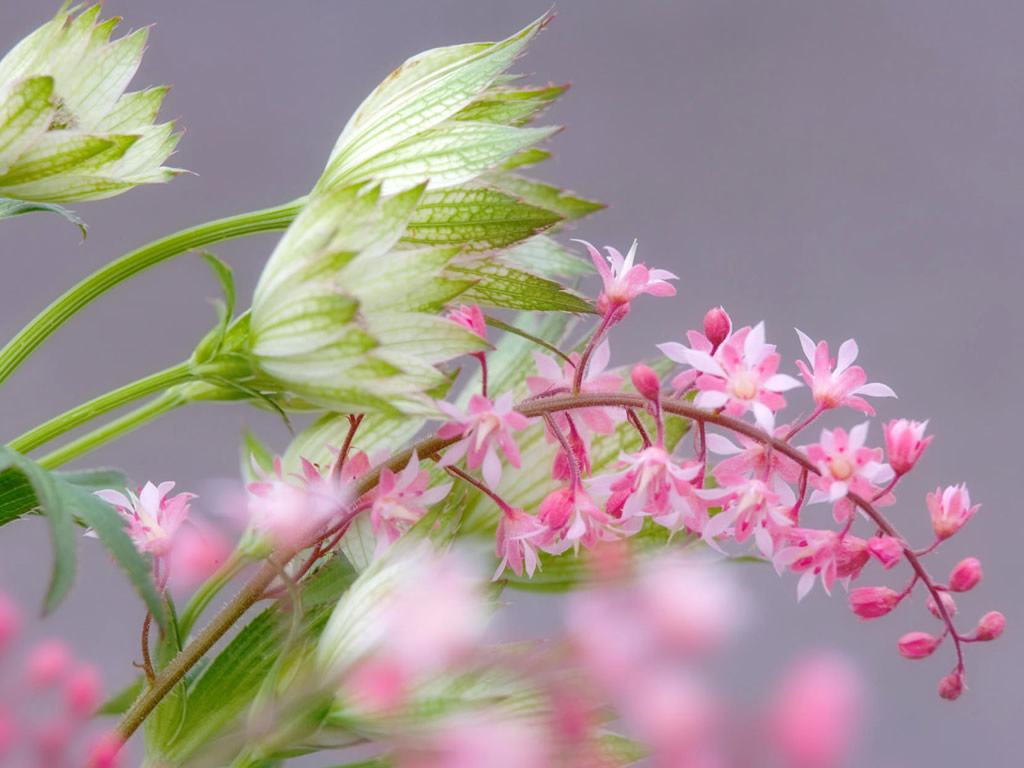 Beautiful Flowers Desktop Background Wallpaper