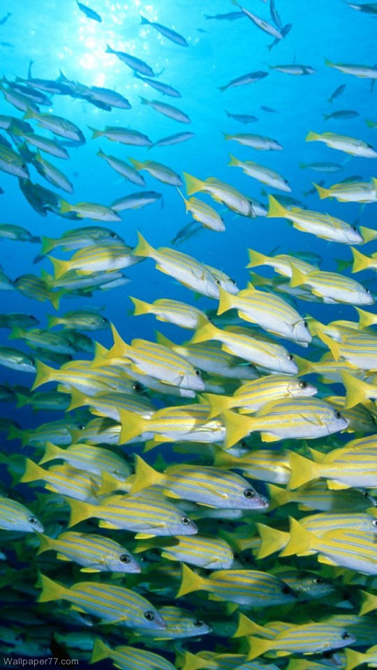 Blue Banded Sea Perch Fish Wallpaper Ocean Underwater Water