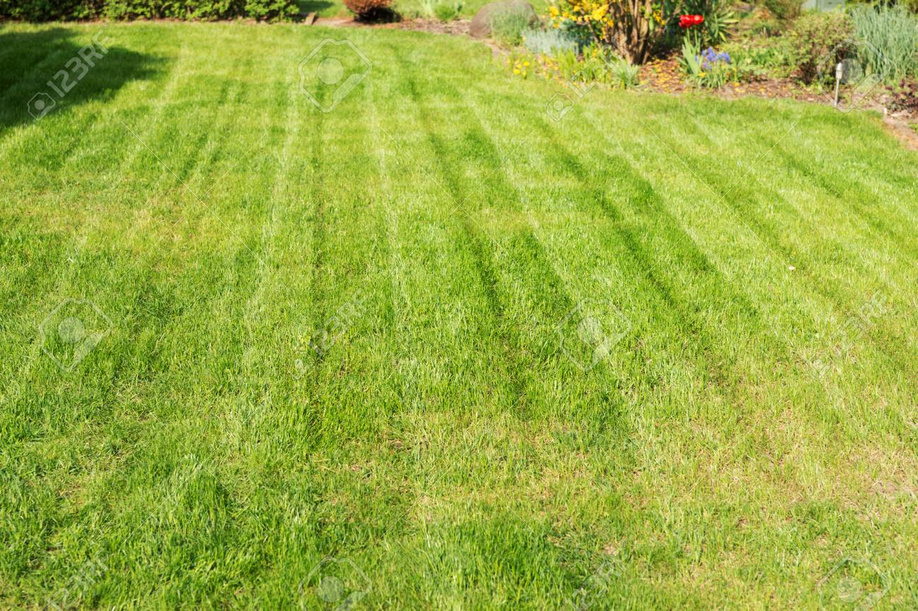 Freshly Mowed Lawn In The Garden Background Stock Photo