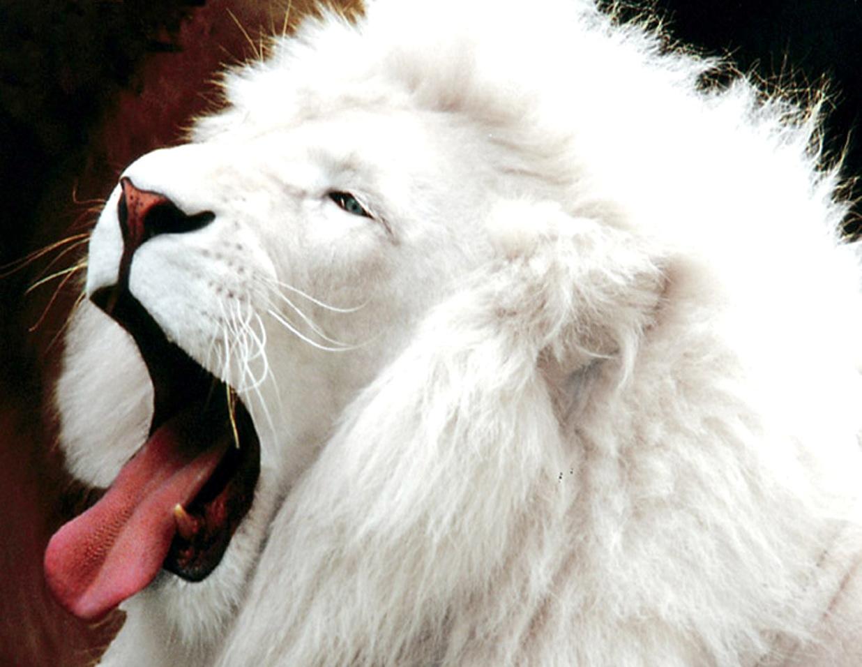 White lions are not albinos Their white colour is caused by a
