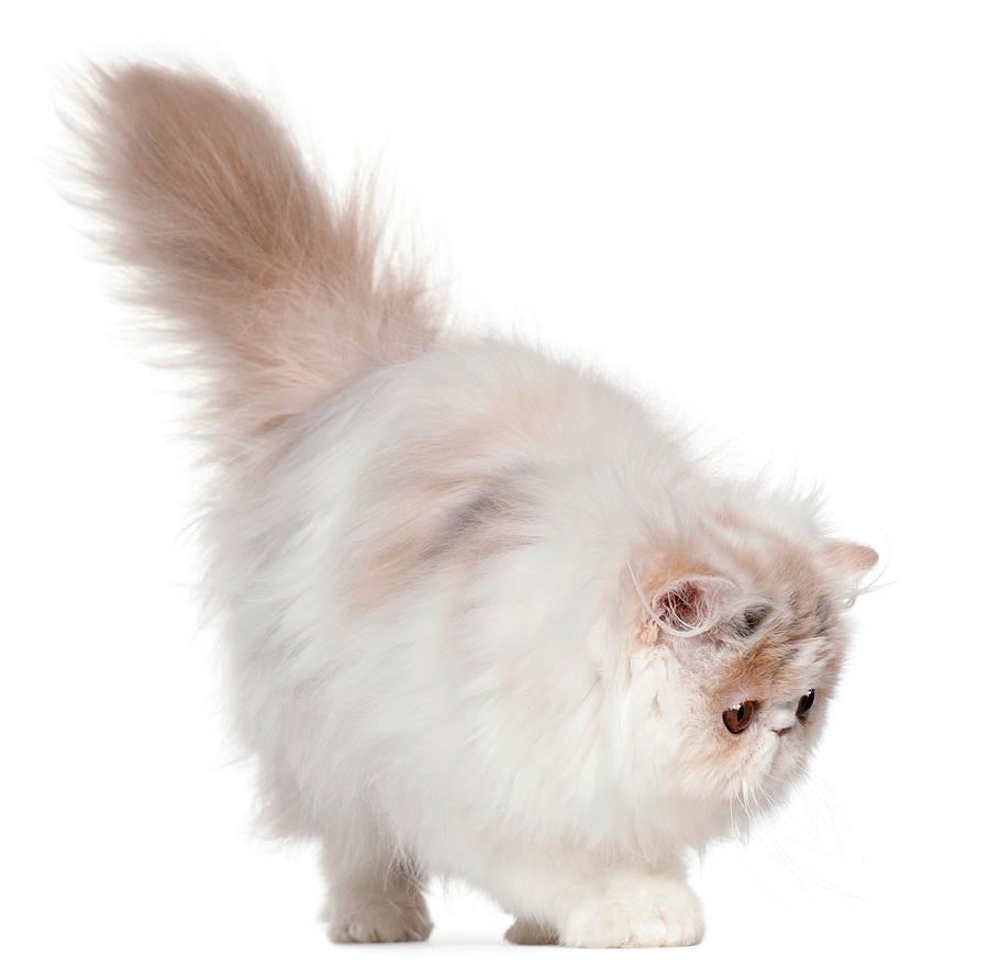 White Persian Cat images Desktop Background HD Wallpaper