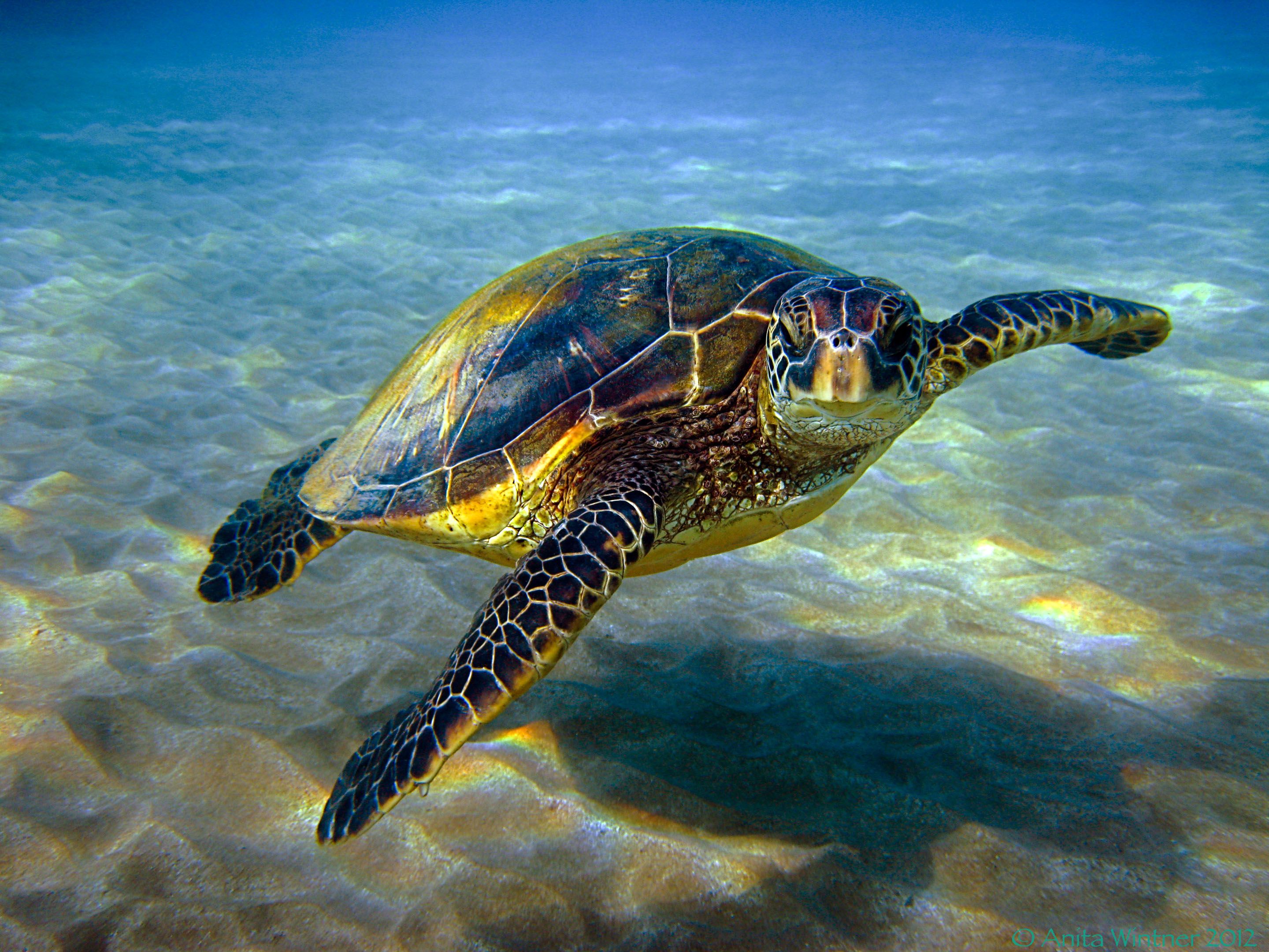 Hawaiian Green Sea Turtle Or Honu Turtles Restoration