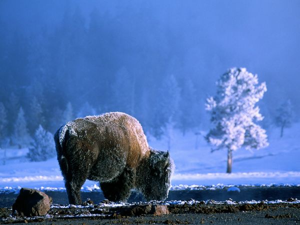 Yellowstone National Park Photos Geographic