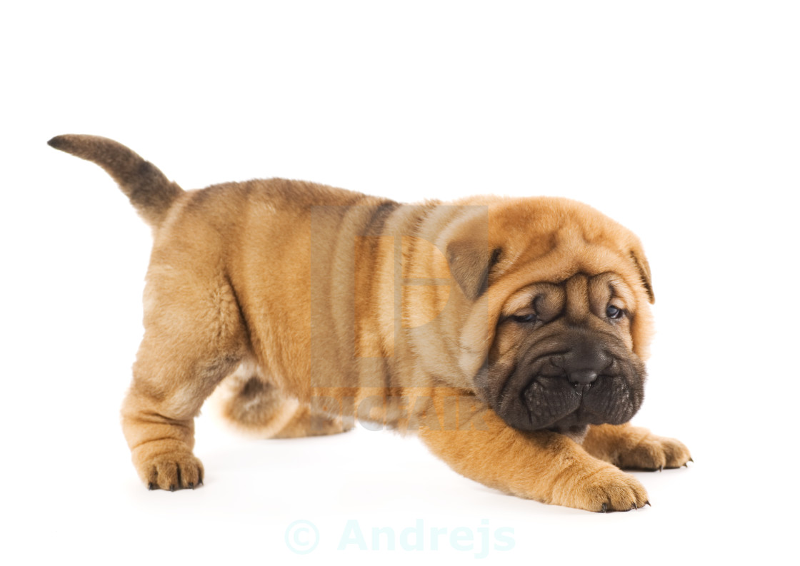 Funny Sharpei Puppy Isolated On White Background Studio Shot