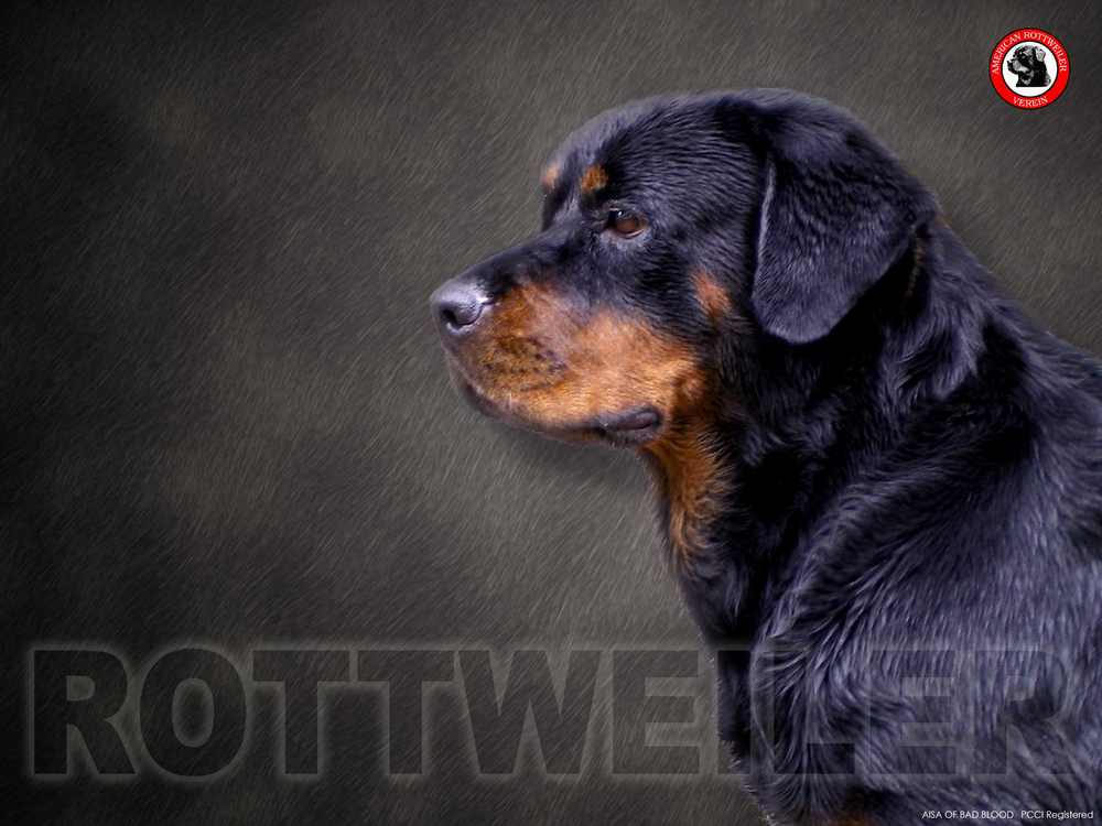 Wallpapers   Rottweiler 2 by jctanamal   Customizeorg
