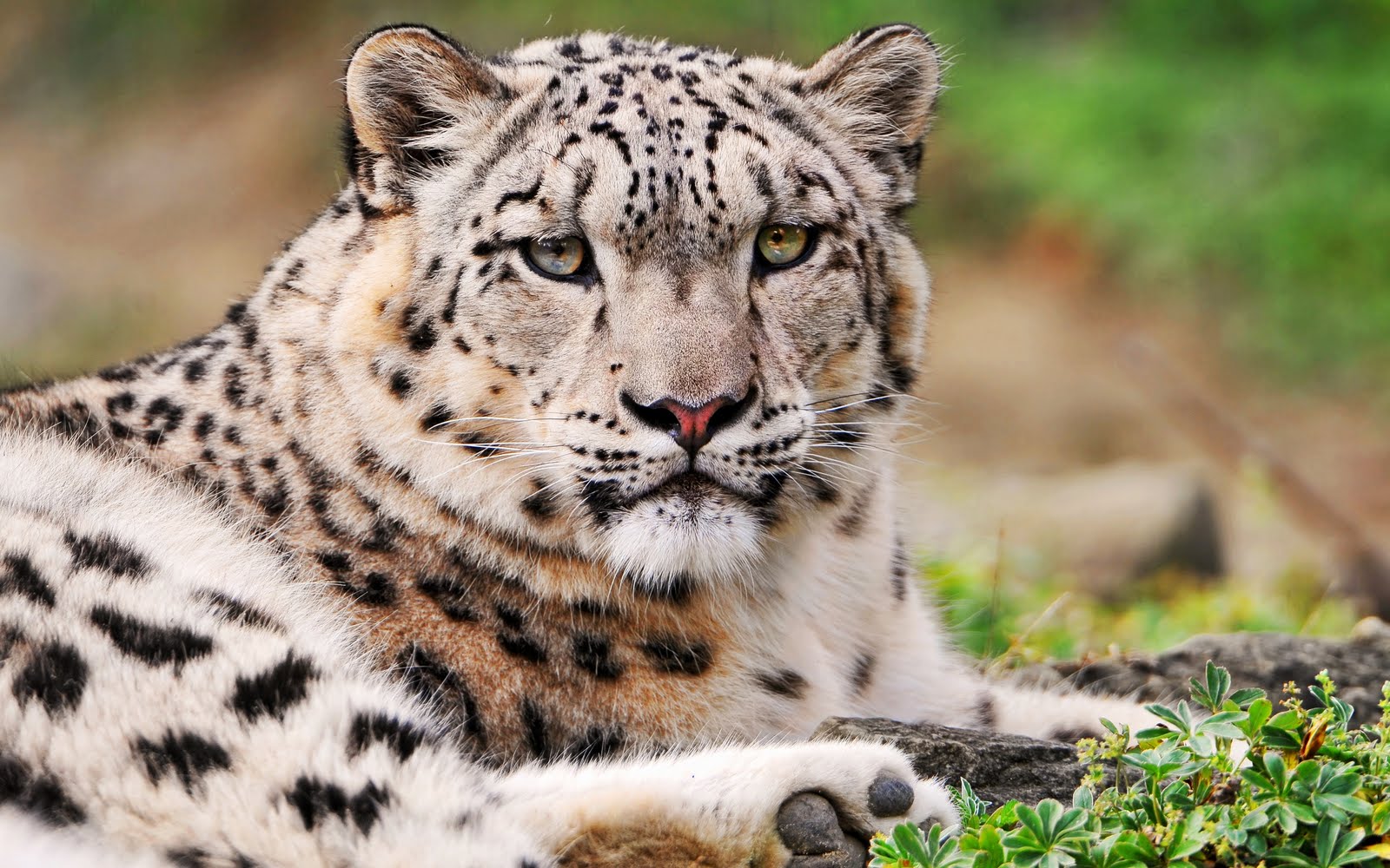 A majestic snow leopard resting on a rock, its piercing gaze fixed on the viewer