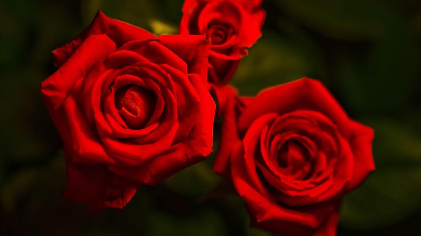 Red Roses Wallpaper For Desktop