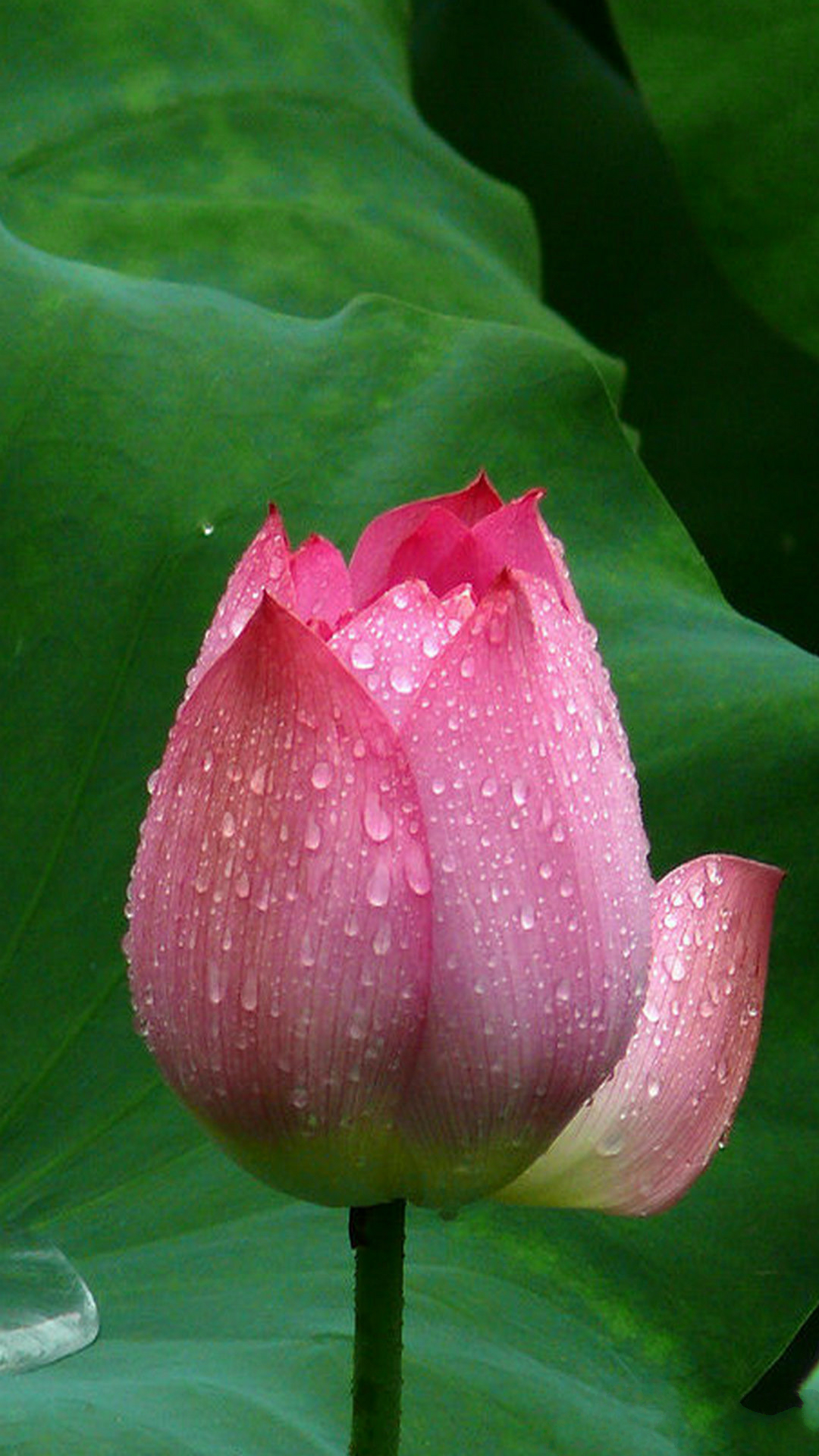 Lotus Flower Closeup iPhone Wallpaper