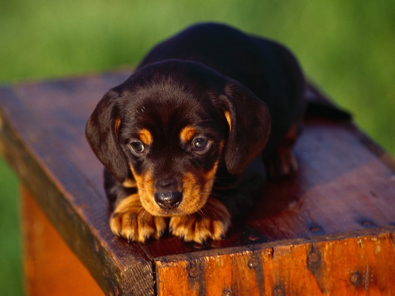 Lovely Bosnian Coarse Haired Hound Puppy Photo And Wallpaper