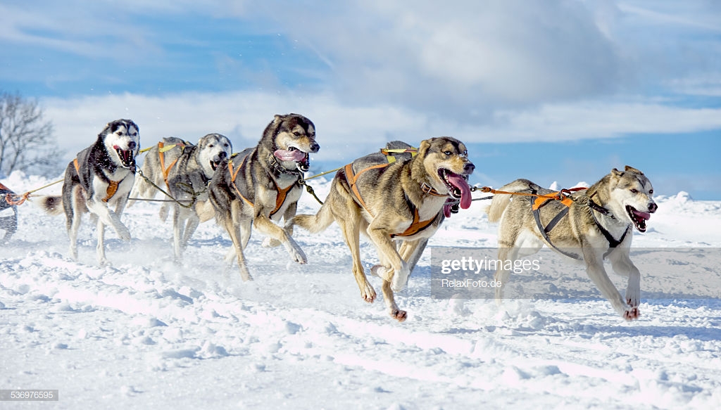 Top Sled Dog Pictures Photos Image Getty