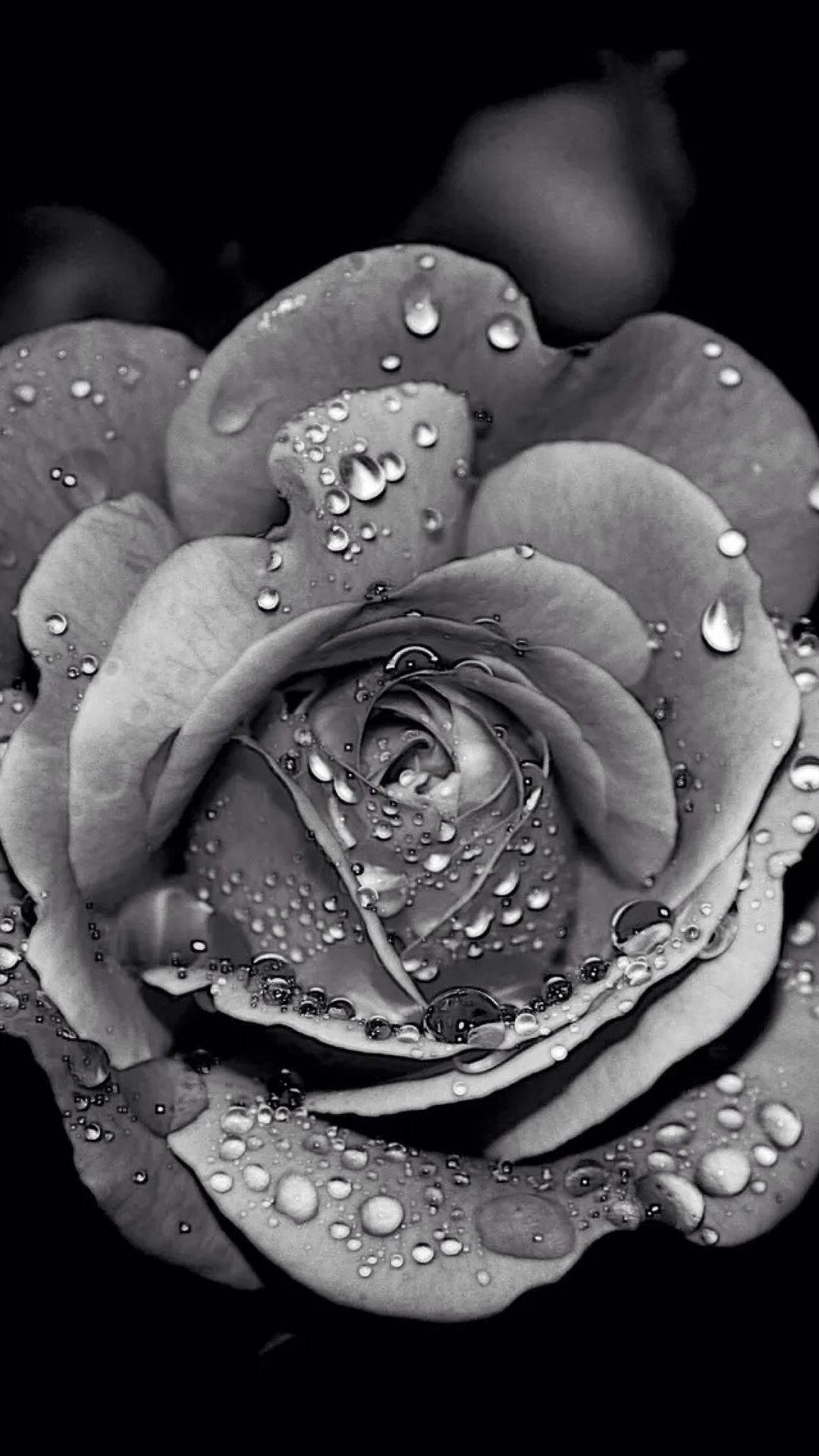 Black Rose iPhone Wallpaper