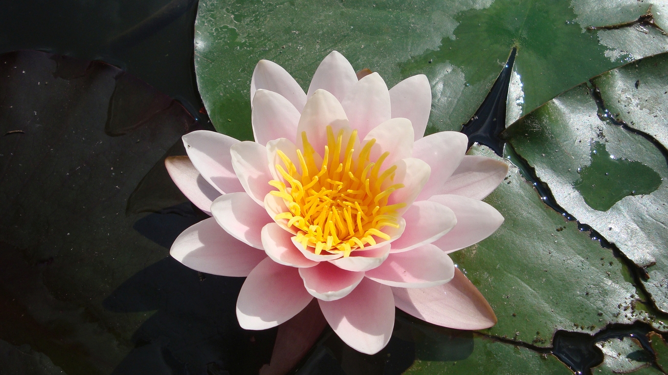 Water lily wallpaper 31791
