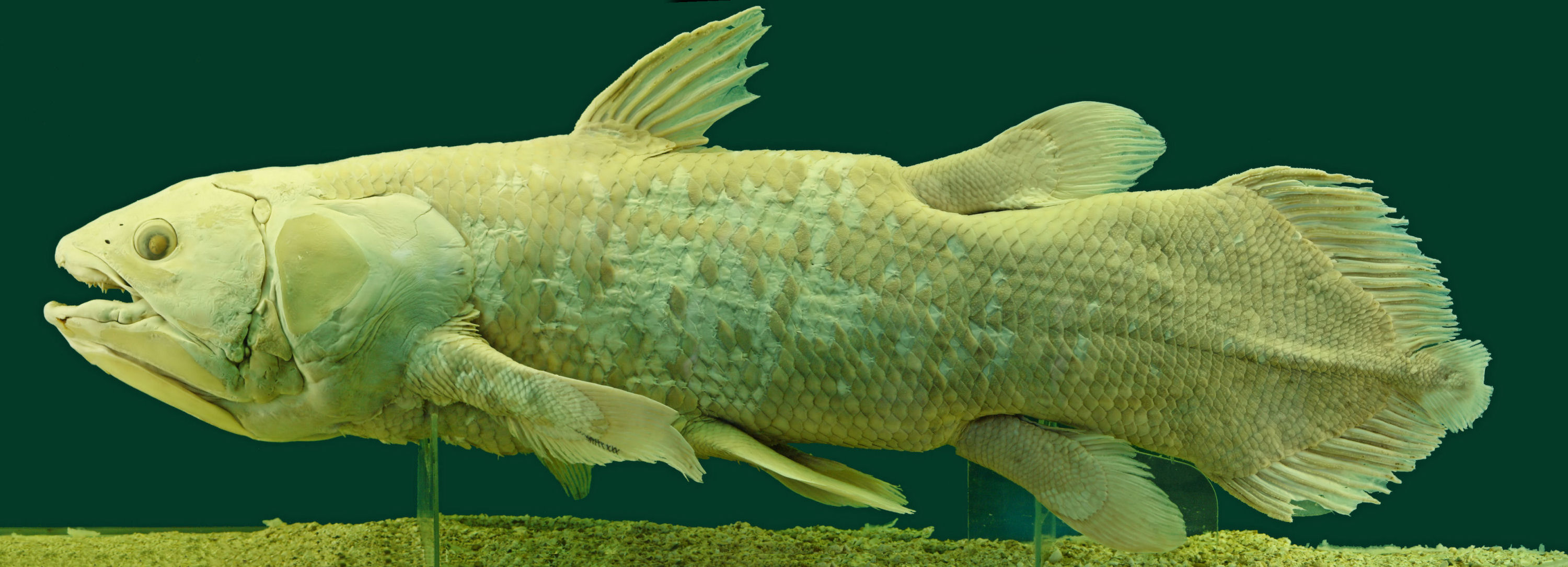 Coelacanth Photos And Wallpaper Nice Pictures