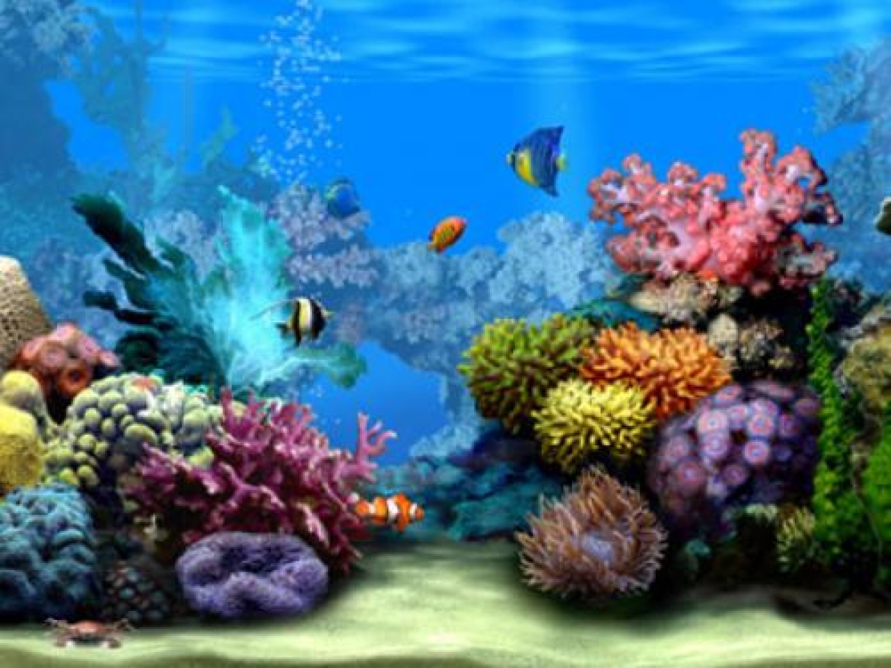 3d Marine Aquarium Wallpaper