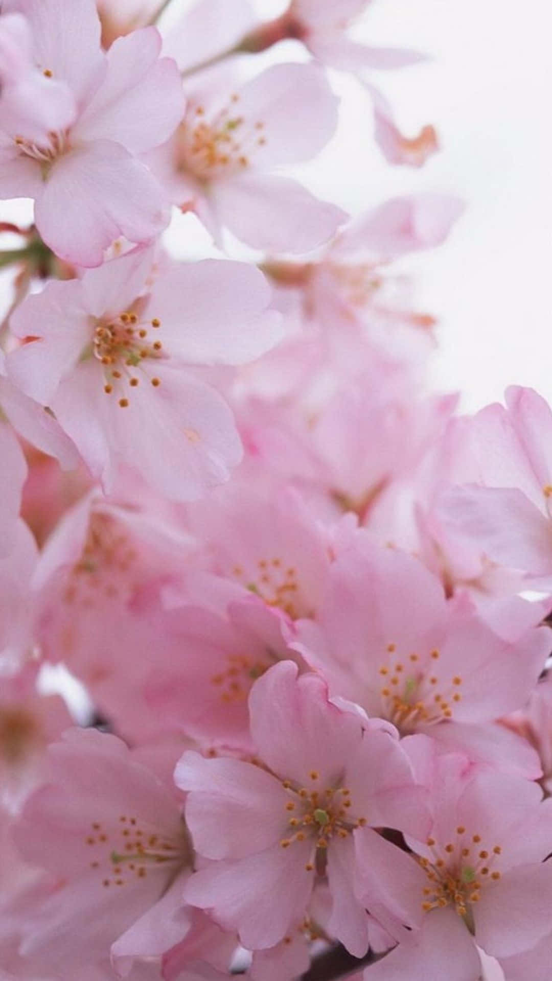 A Bouquet Of Pink Roses In The Middle Yellow Background Wallpaper
