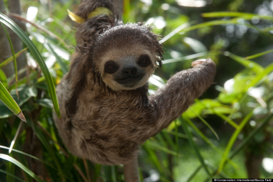 Sloth Image Feature Photogenic Creatures Rescued After Home