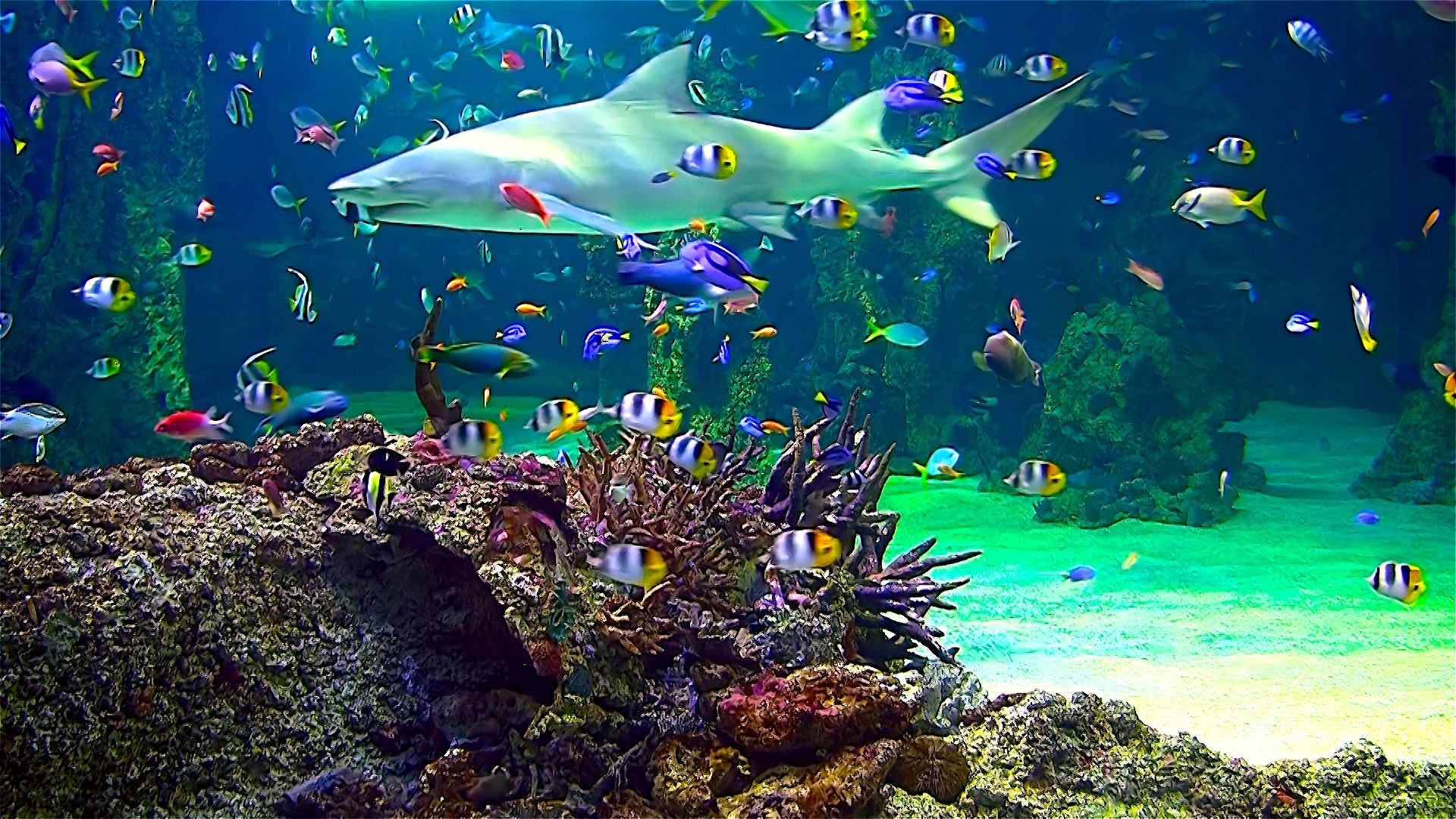 Aquarium Live Wallpaper For iPhone App Posts