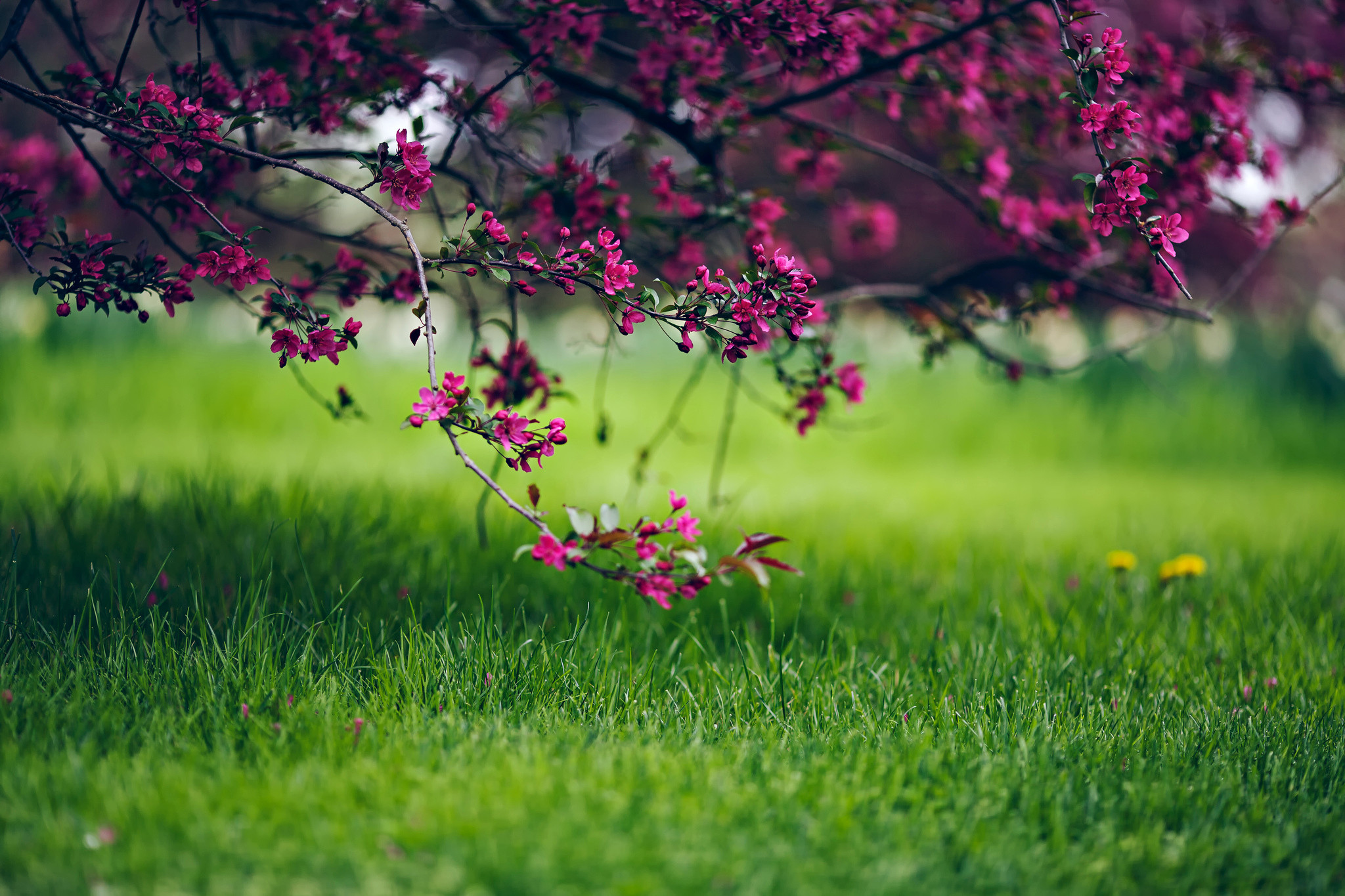 Full Screen Desktop Wallpaper