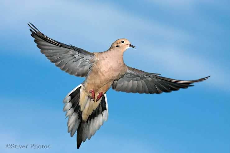 These Are Some Pictures Of Mourning Doves Dove Call