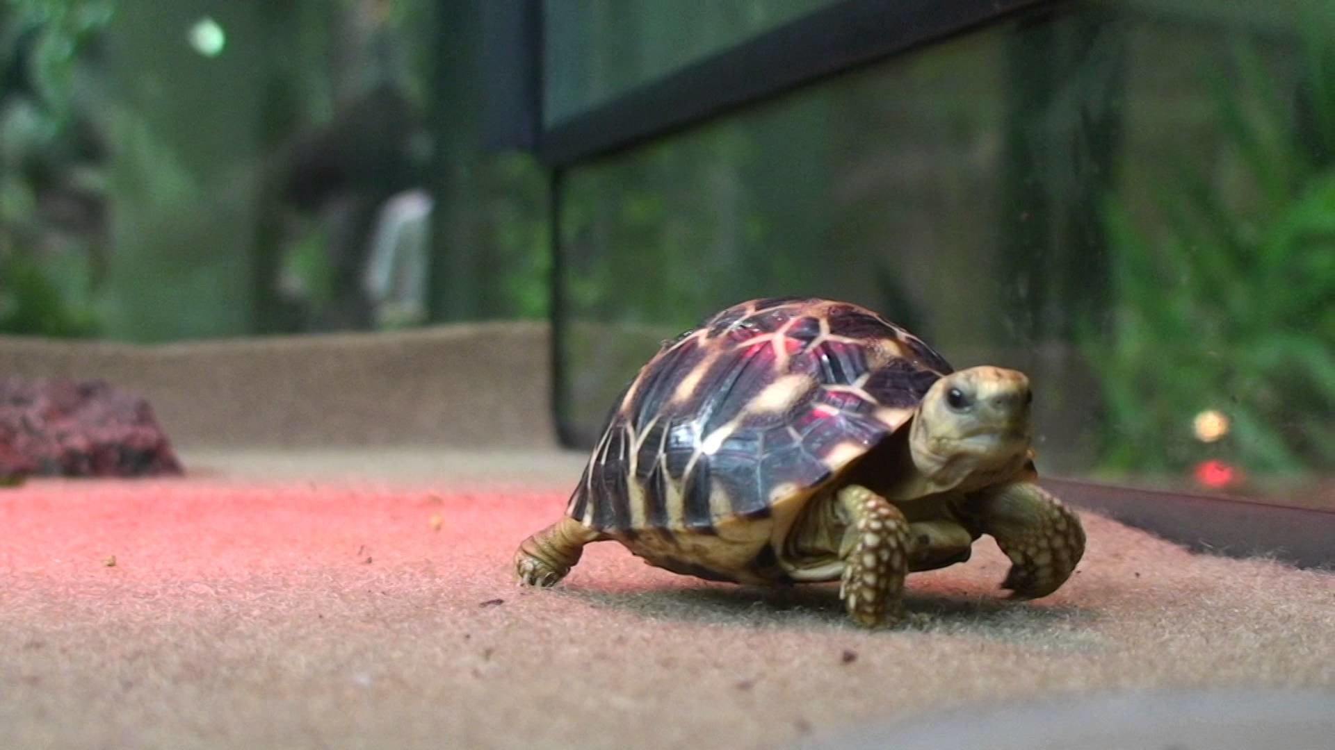 Cute Turtle Wallpaper
