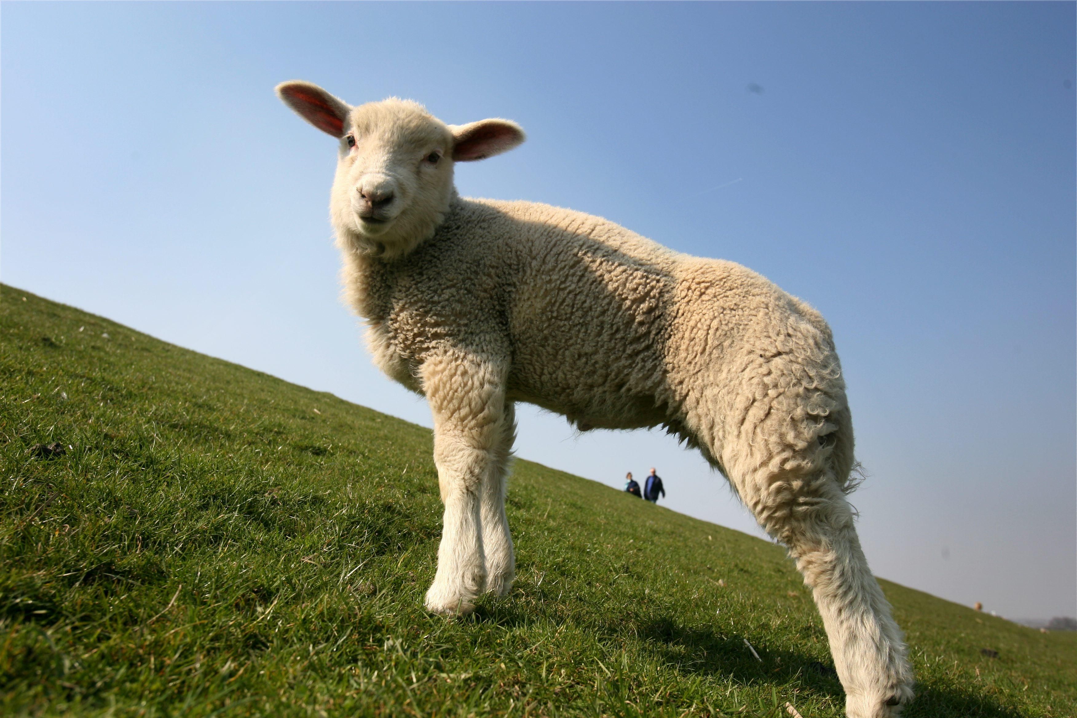 easter Easter Lamb happy easter happy eastern Lamb Paschal Lamb 3504x2336